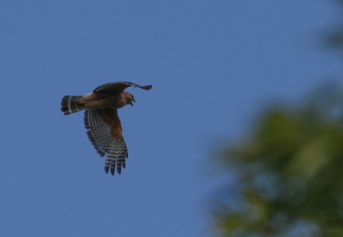Red-shouldered Hawk - Tracy Drake