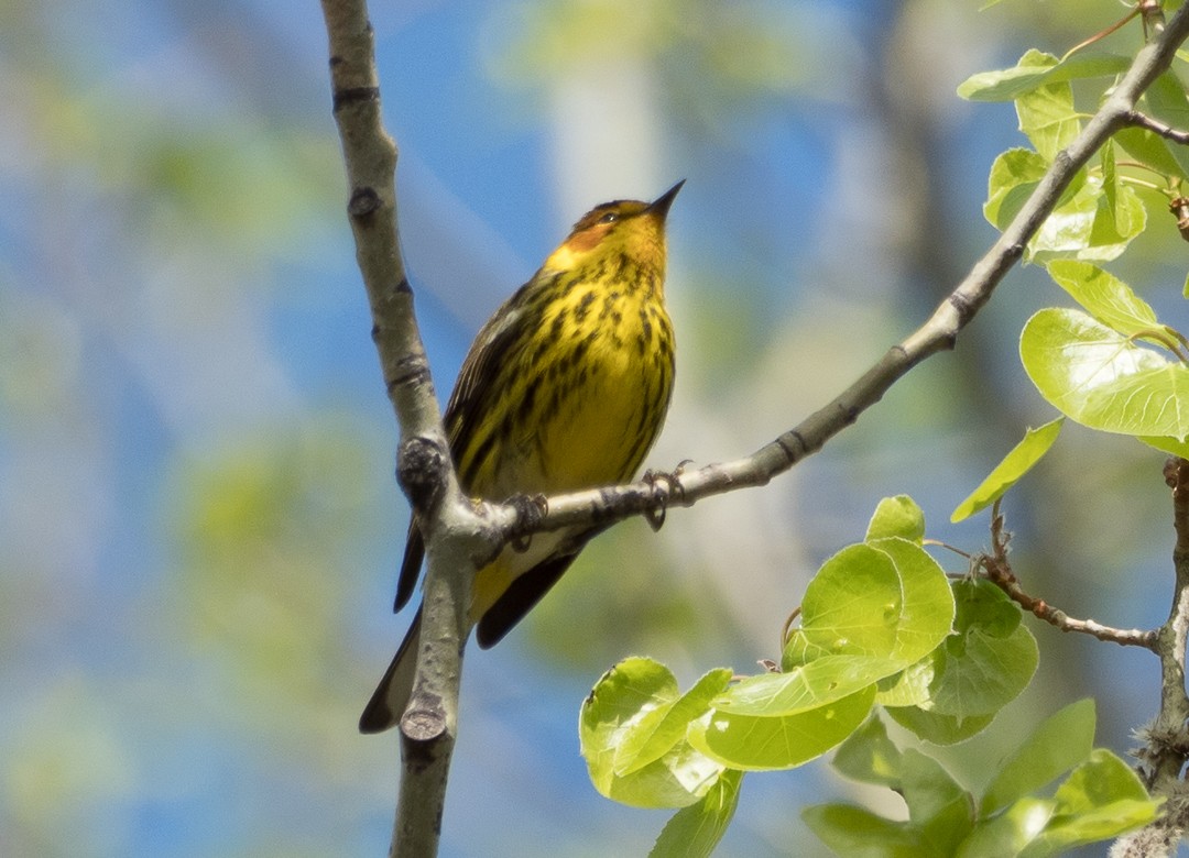 Cape May Warbler - ML159739421
