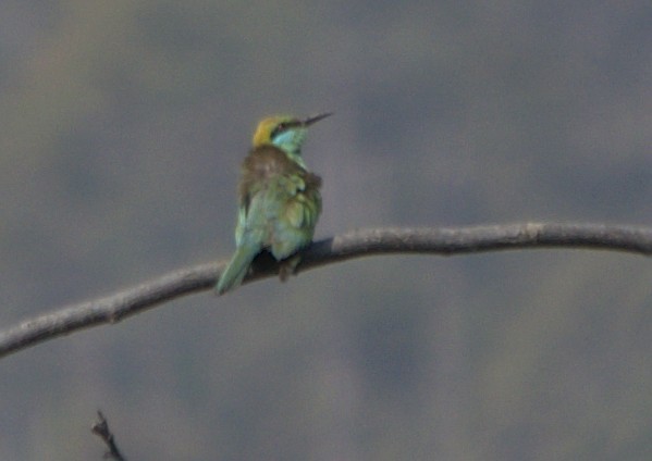 Asian Green Bee-eater - ML159741731