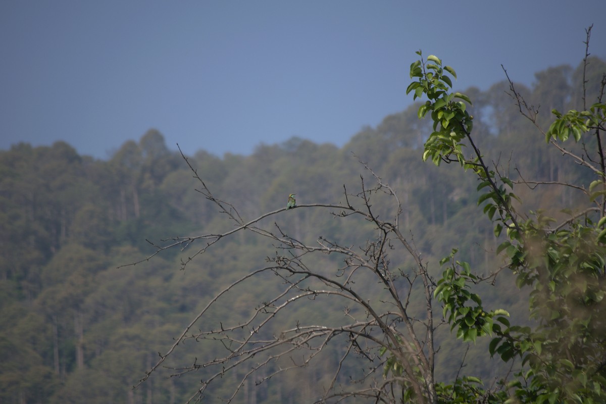 Asian Green Bee-eater - Ramnarayan Kalyanaraman