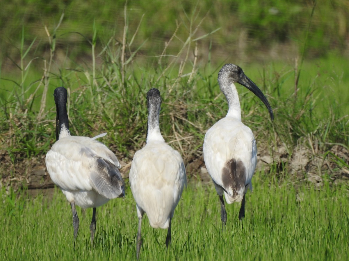 ibis černohlavý - ML159742011