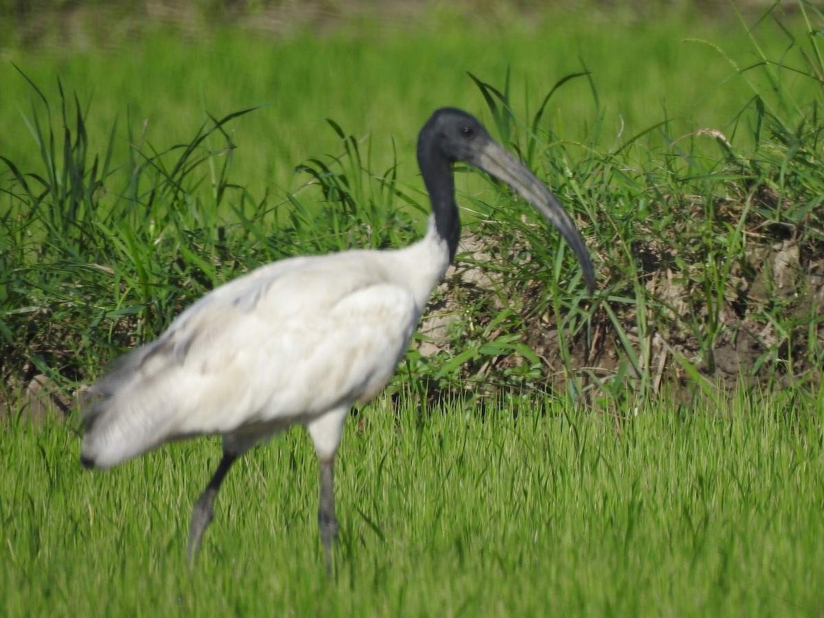 ibis černohlavý - ML159742021