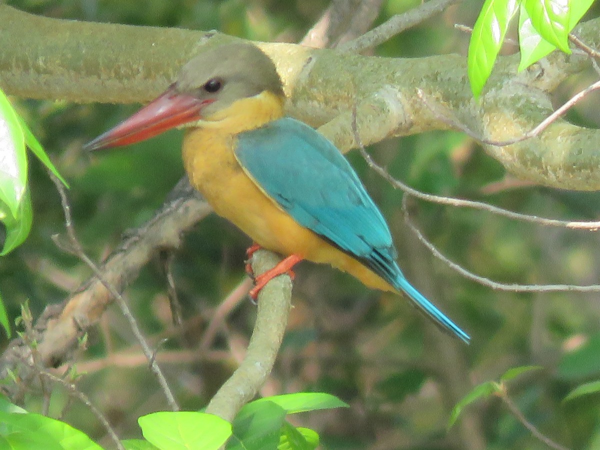 Stork-billed Kingfisher - Aung Kyaw Myint