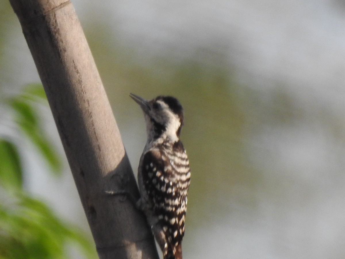 Freckle-breasted Woodpecker - Zayar Soe