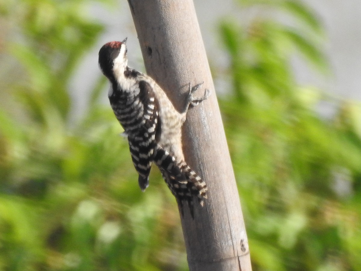 Freckle-breasted Woodpecker - Zayar Soe