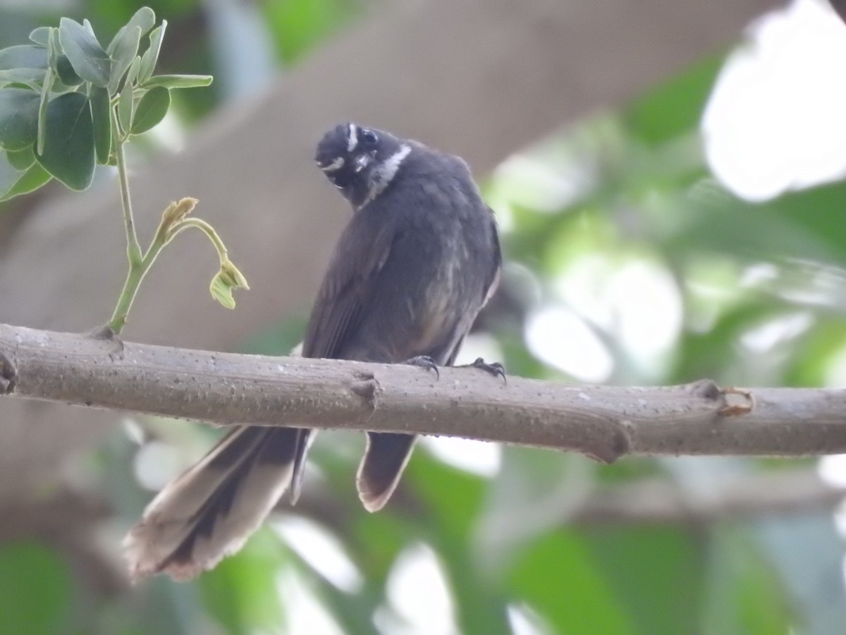 White-throated Fantail - ML159742141