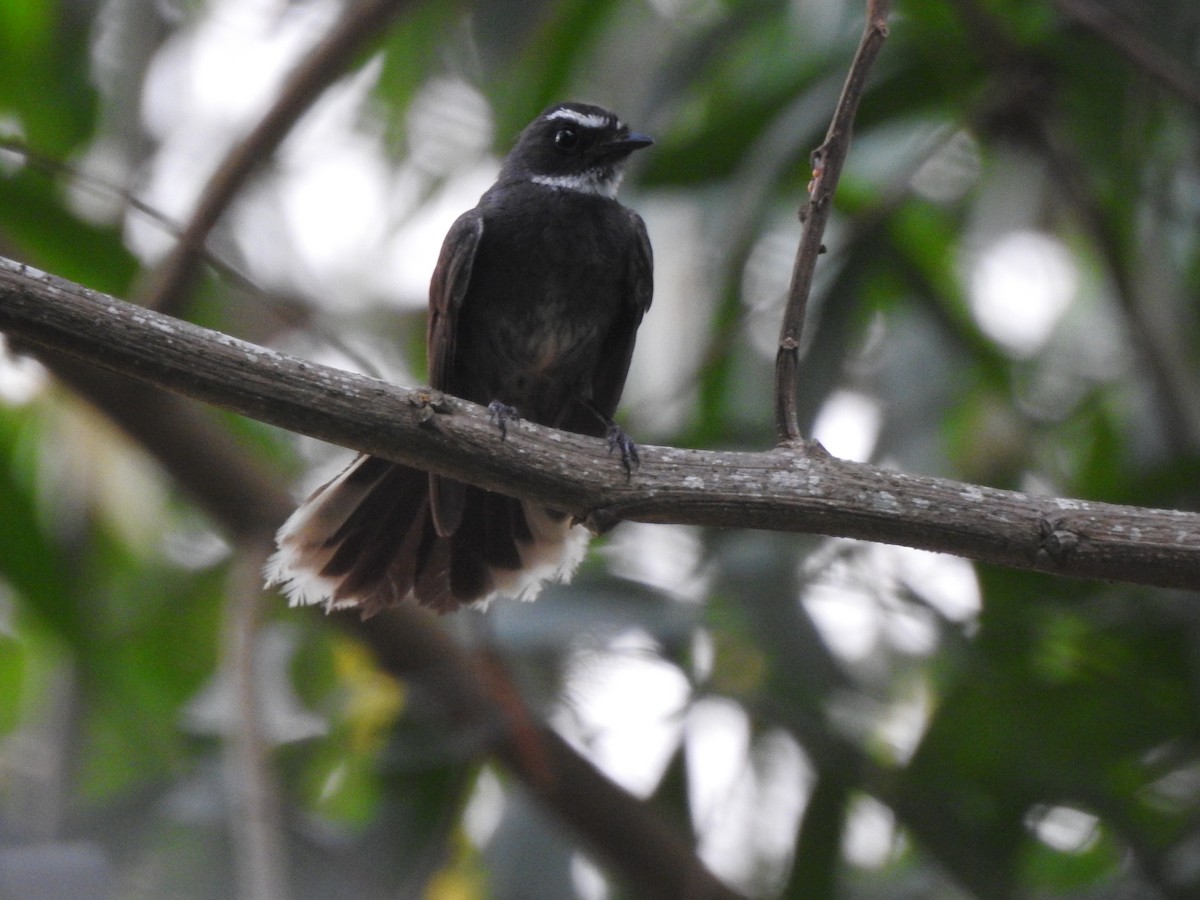White-throated Fantail - ML159742181