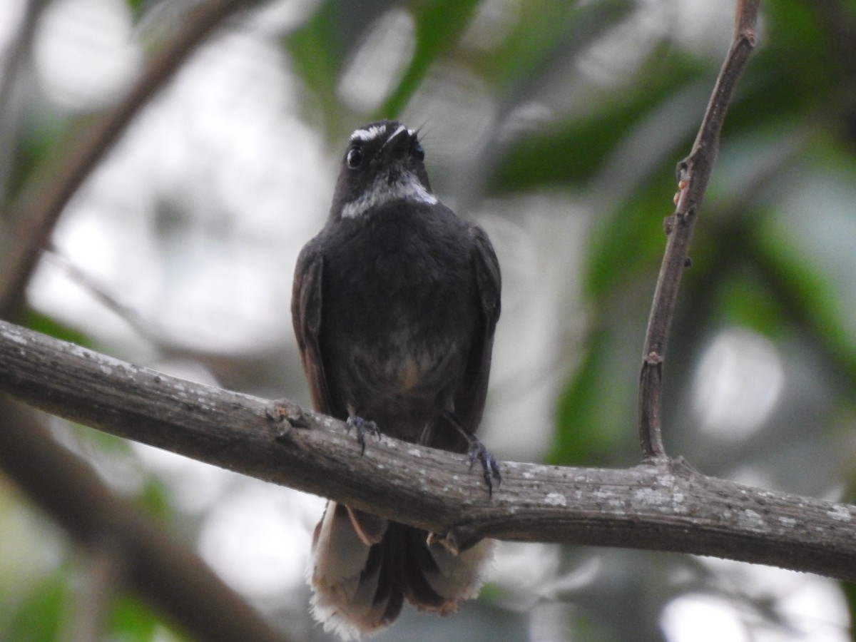 White-throated Fantail - ML159742211