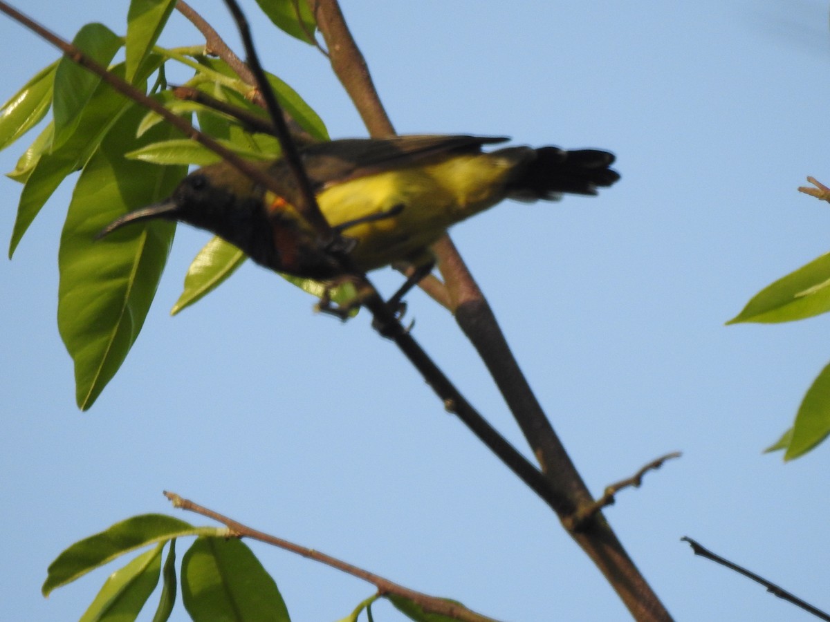 Ornate Sunbird - Zayar Soe