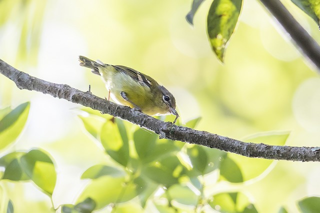 Female Trilling Shrike-Babbler. - Trilling Shrike-Babbler - 