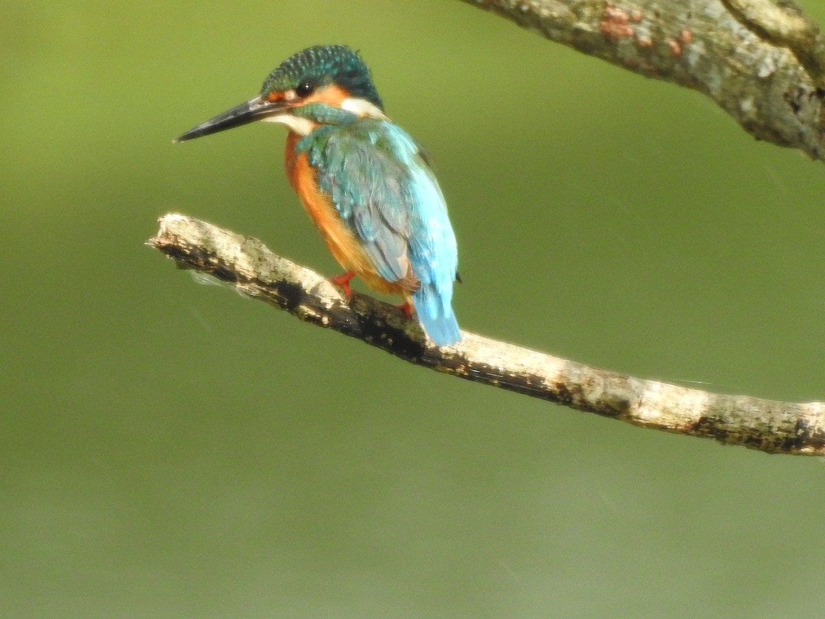 Common Kingfisher - Zayar Soe