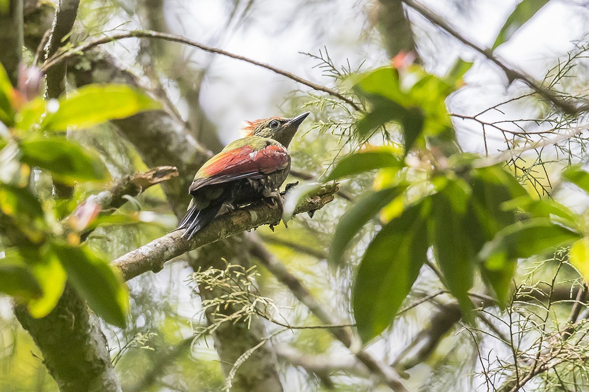 Crimson-winged Woodpecker - ML159743481