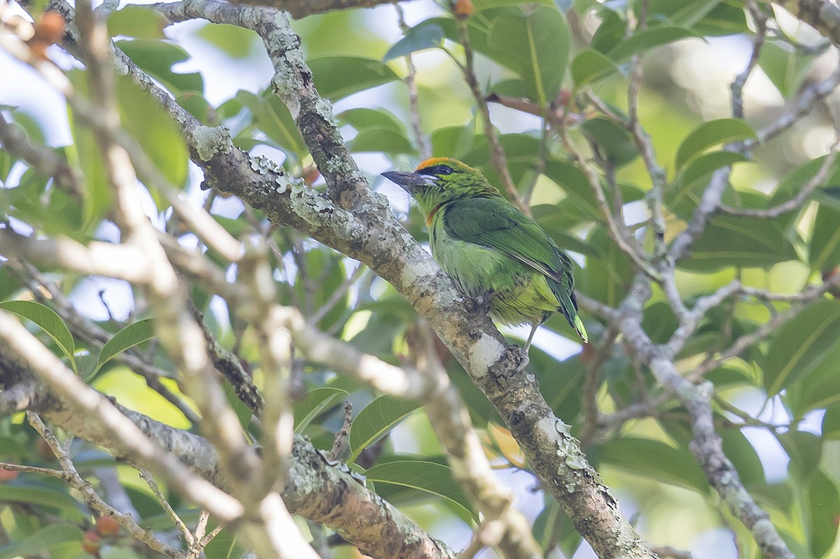 Flame-fronted Barbet - ML159744111