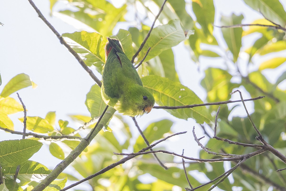 Yellow-throated Hanging-Parrot - ML159744381