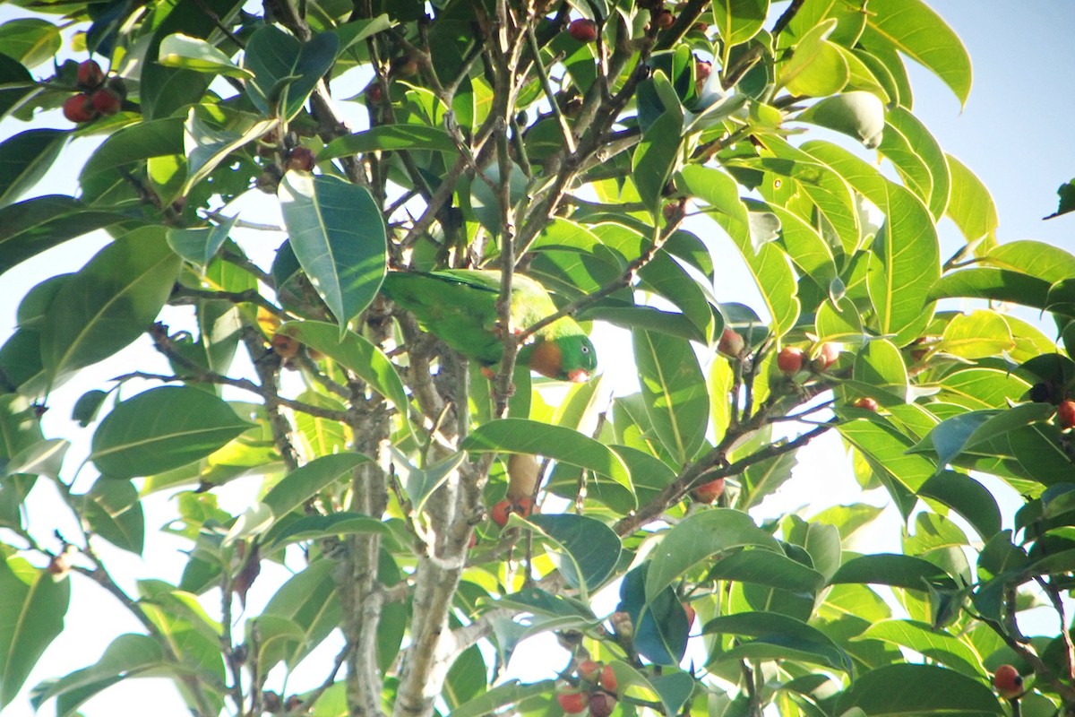 Yellow-throated Hanging-Parrot - ML159744391