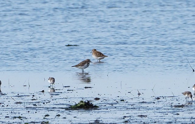 Double-banded Plover - Bill Oneil