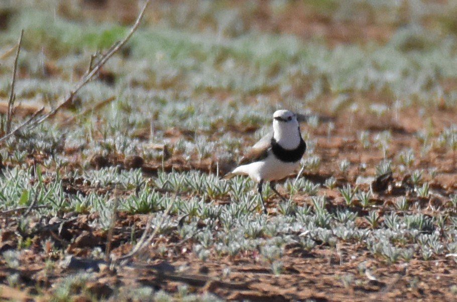 White-fronted Chat - ML159745211