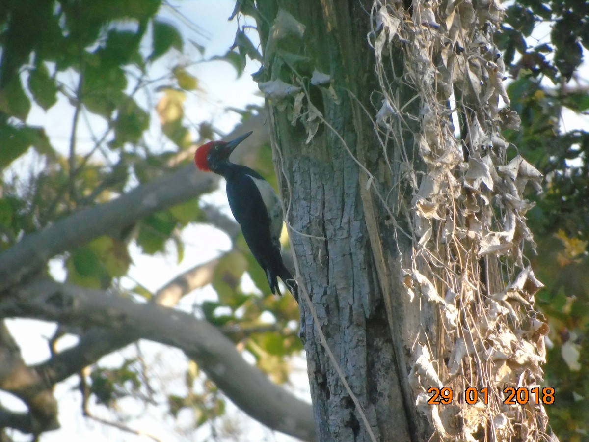 White-bellied Woodpecker - ML159745351