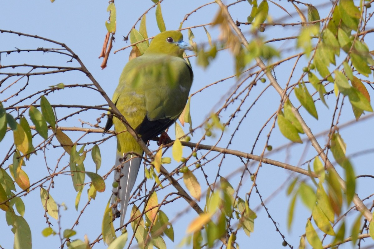 Pin-tailed Green-Pigeon - Snehasis Sinha
