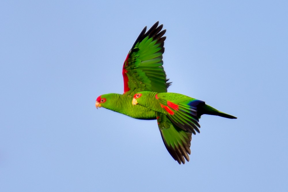 Red-spectacled Parrot - ML159749871