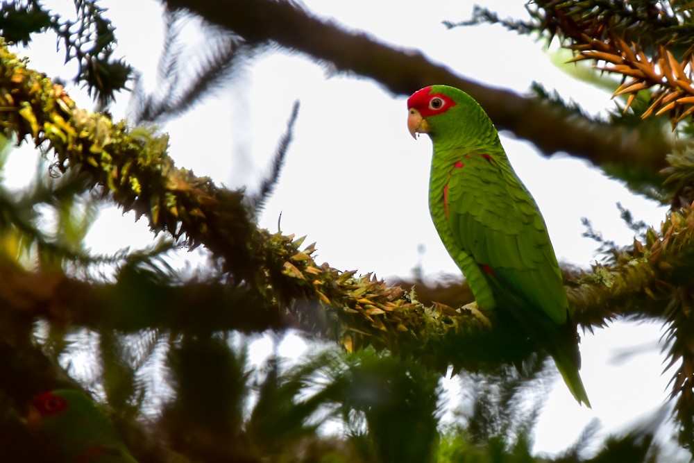 Red-spectacled Parrot - ML159749891