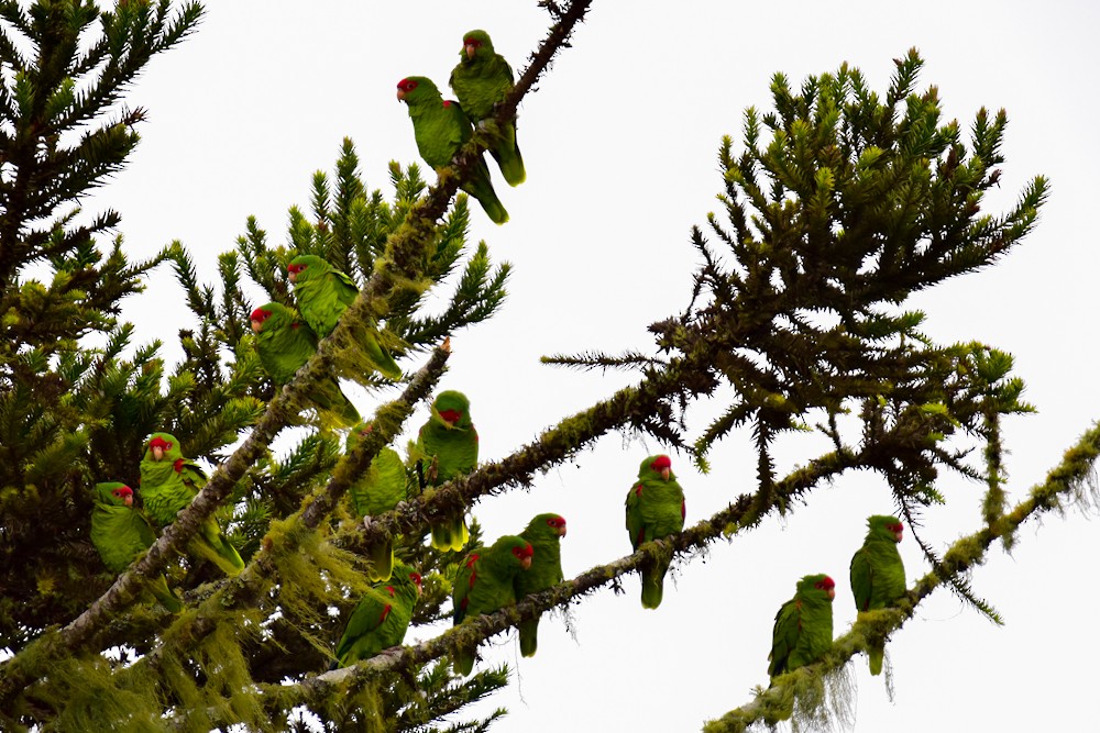 Red-spectacled Parrot - ML159749941