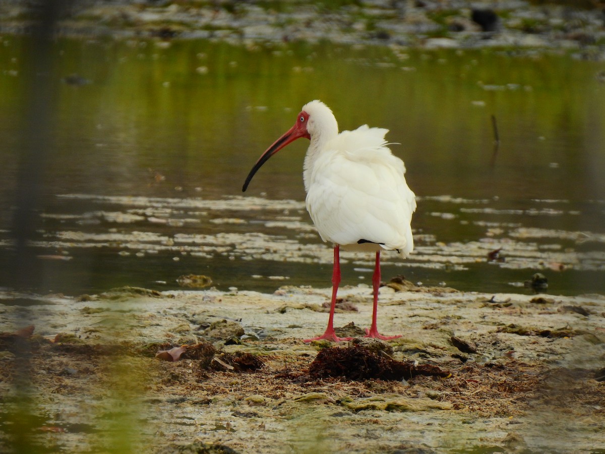 ibis bílý - ML159753211