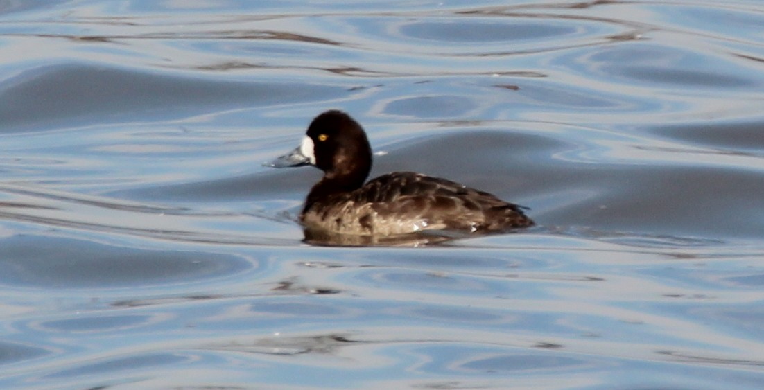 Greater Scaup - Gary Leavens