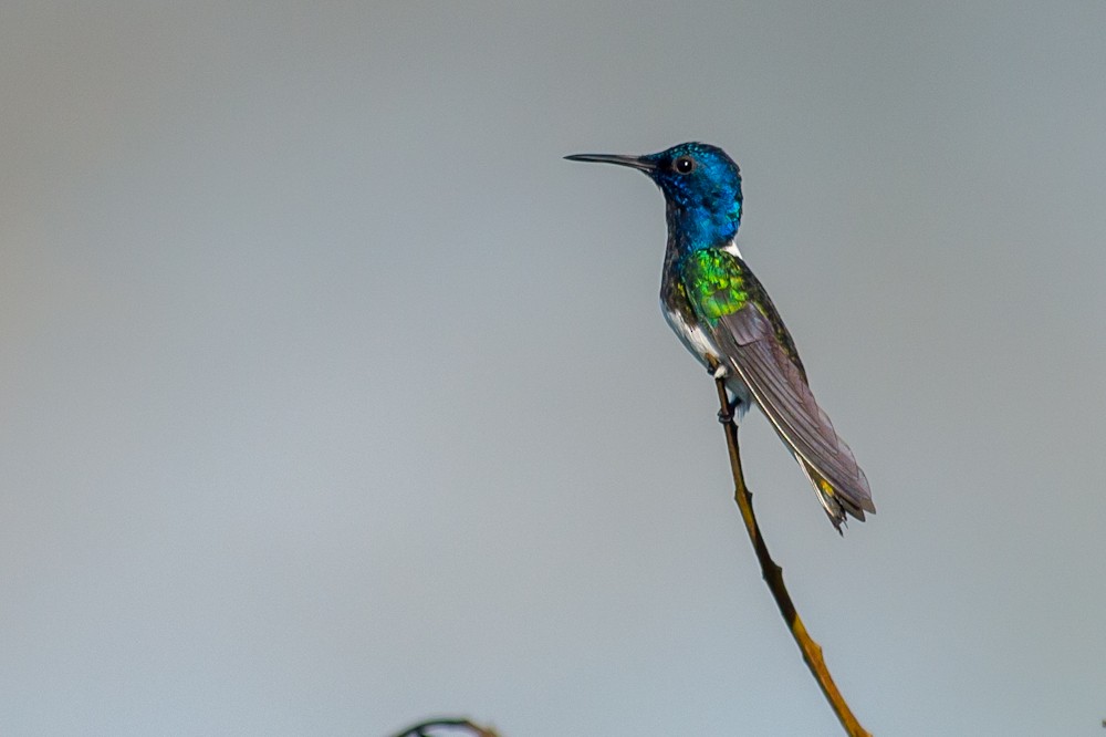White-necked Jacobin - Joao Quental JQuental