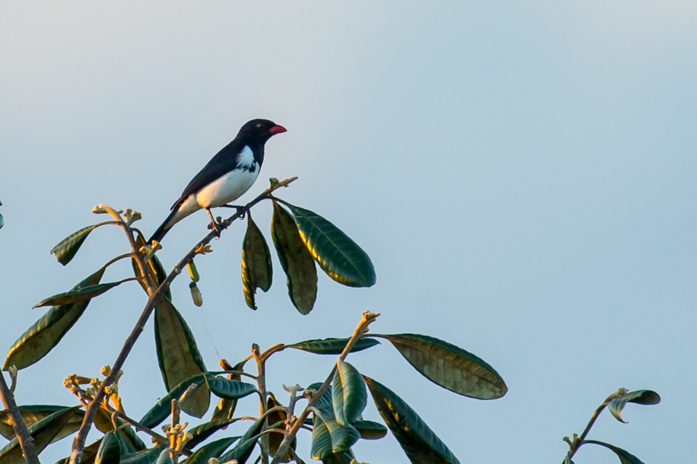 Red-billed Pied Tanager - ML159754261