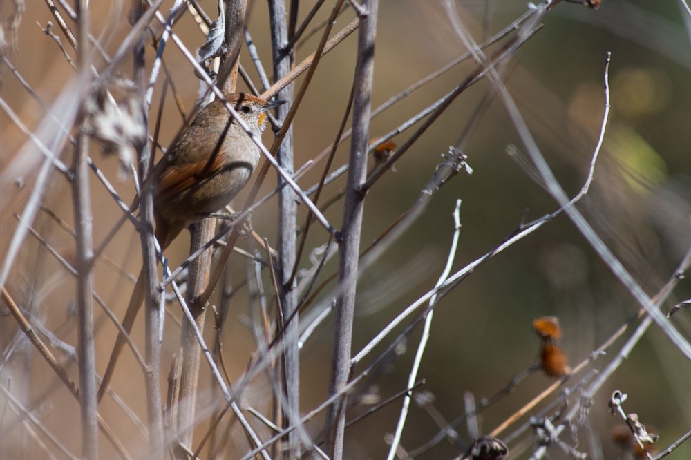Rusty-fronted Canastero - ML159755831