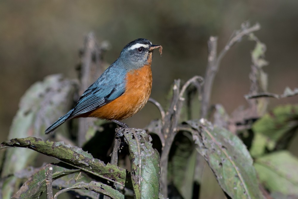 White-browed Conebill - Joao Quental JQuental