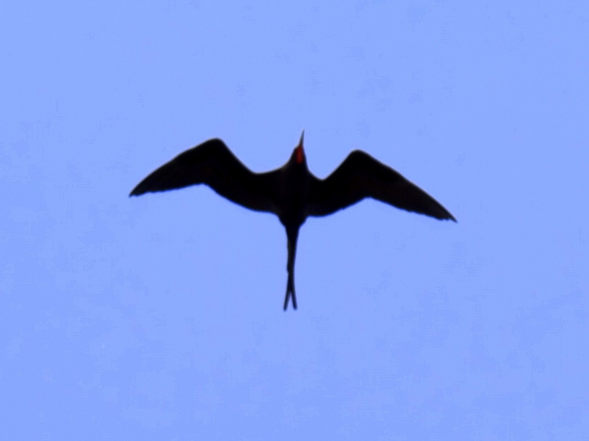 Magnificent Frigatebird - ML159760251