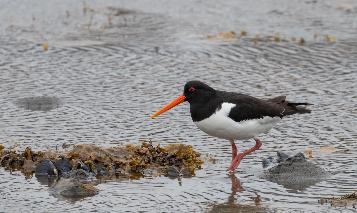 eBird Checklist - 19 May 2019 - NL--Long Island--Lushes Bight - 6 species