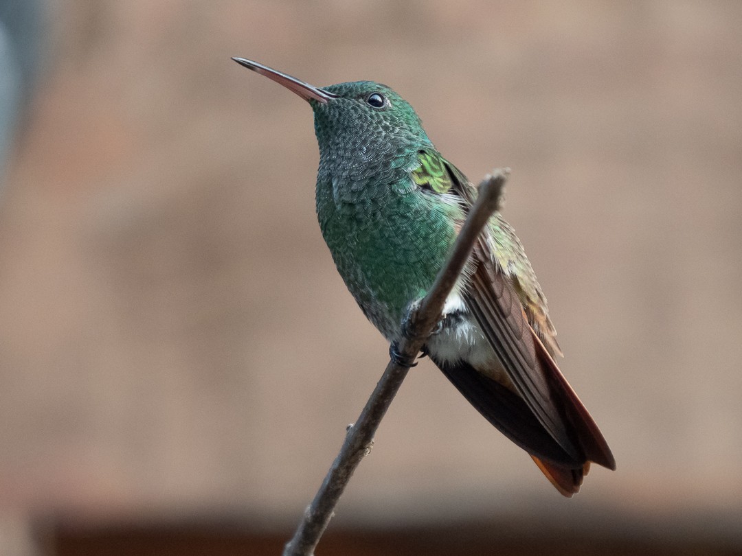 Berylline Hummingbird - Chris Fischer