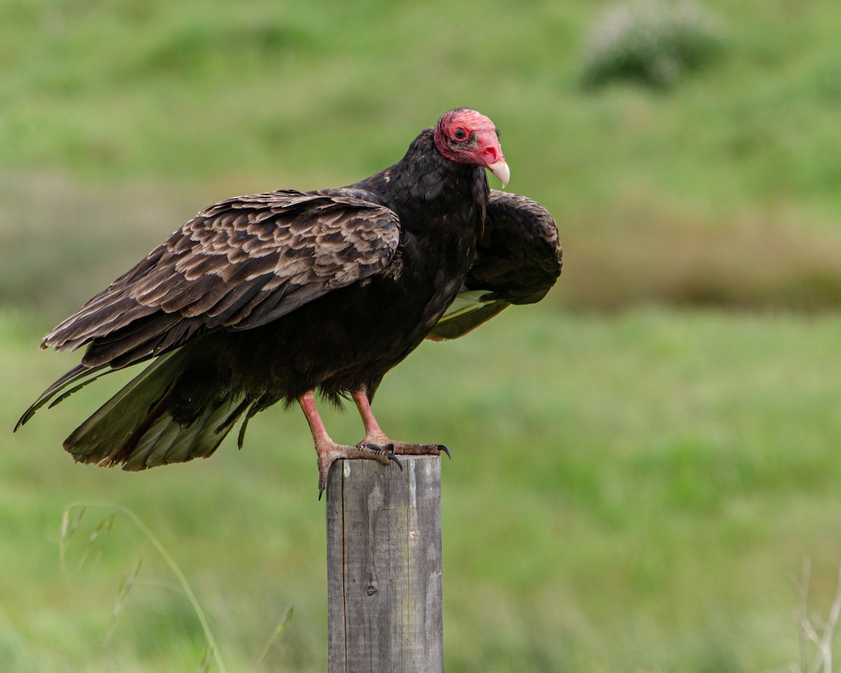 Turkey Vulture - ML159764251