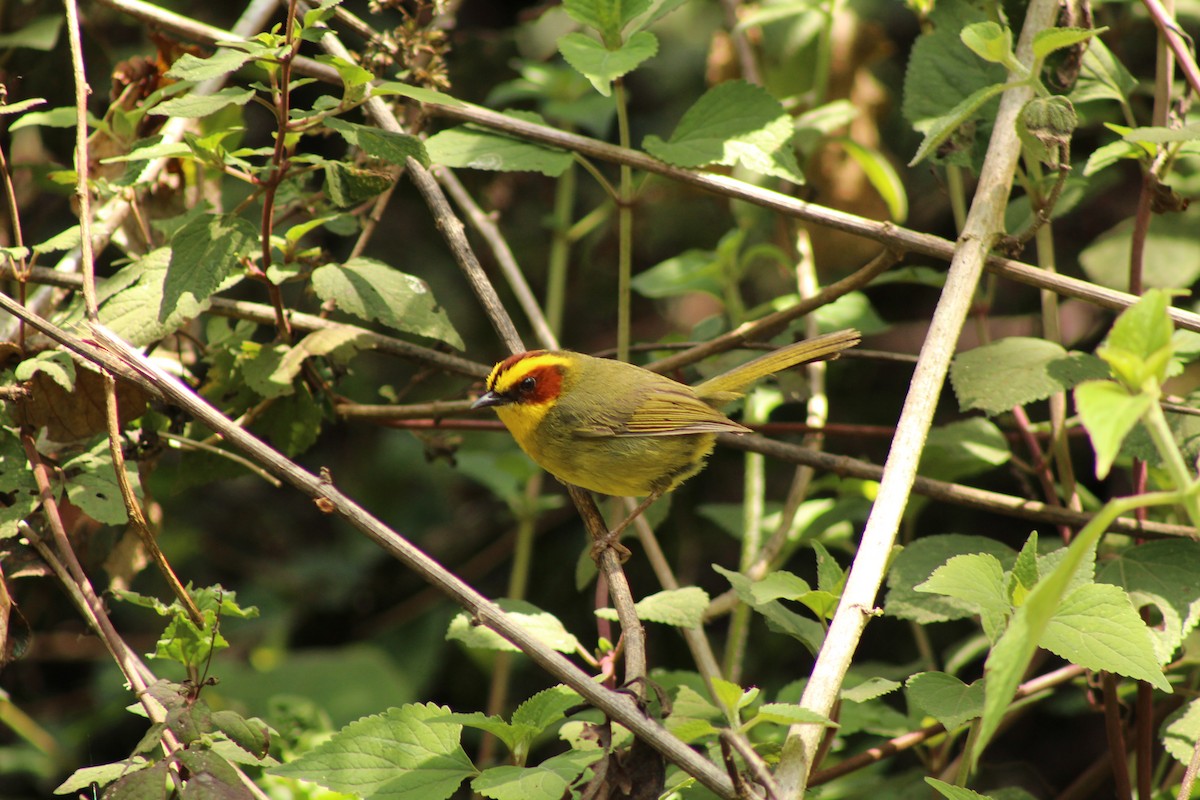 Golden-browed Warbler - Esteban Matías (birding guide) Sierra de los Cuchumatanes Huehuetenango esteban.matias@hotmail.com                             +502 53810540