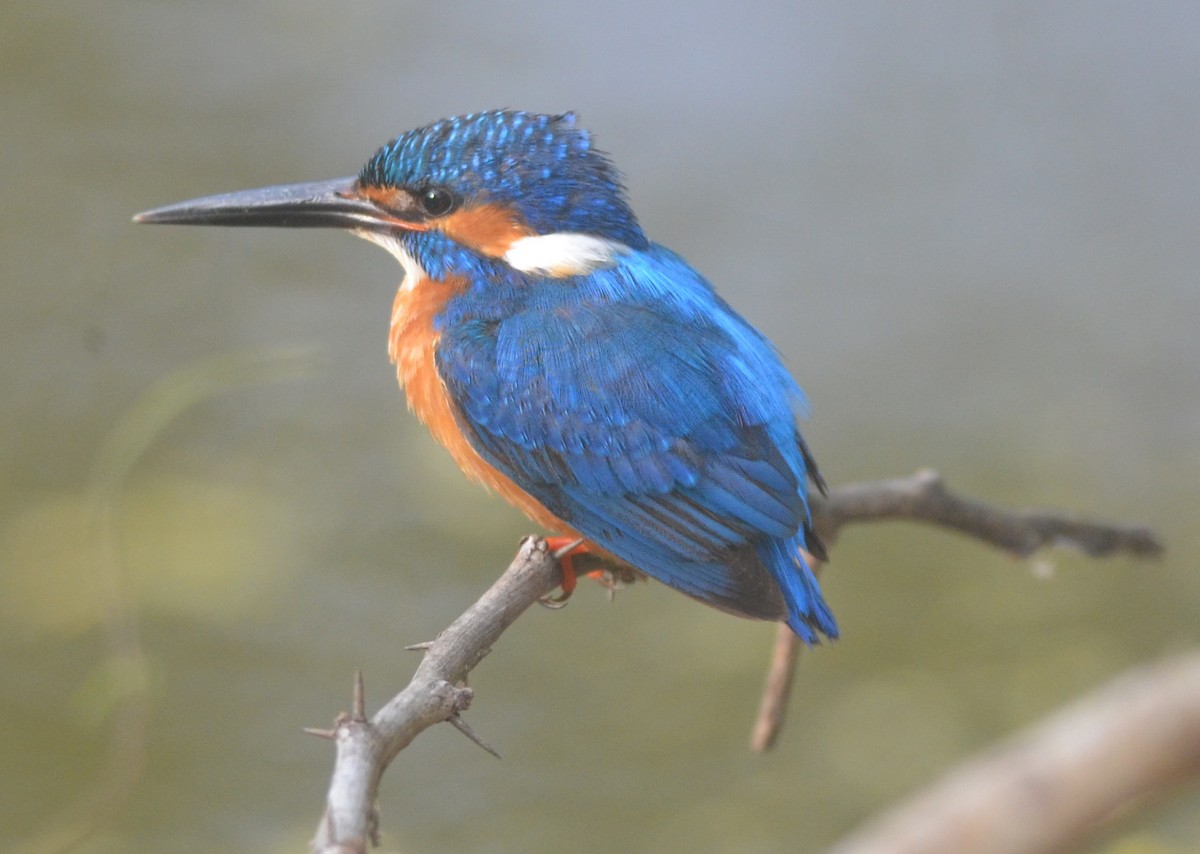 Common Kingfisher - Hareesha AS