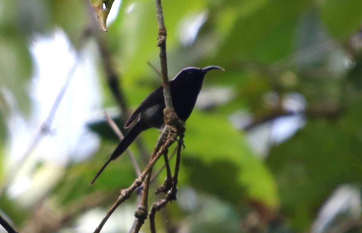 Black-throated Sunbird - ML159773291