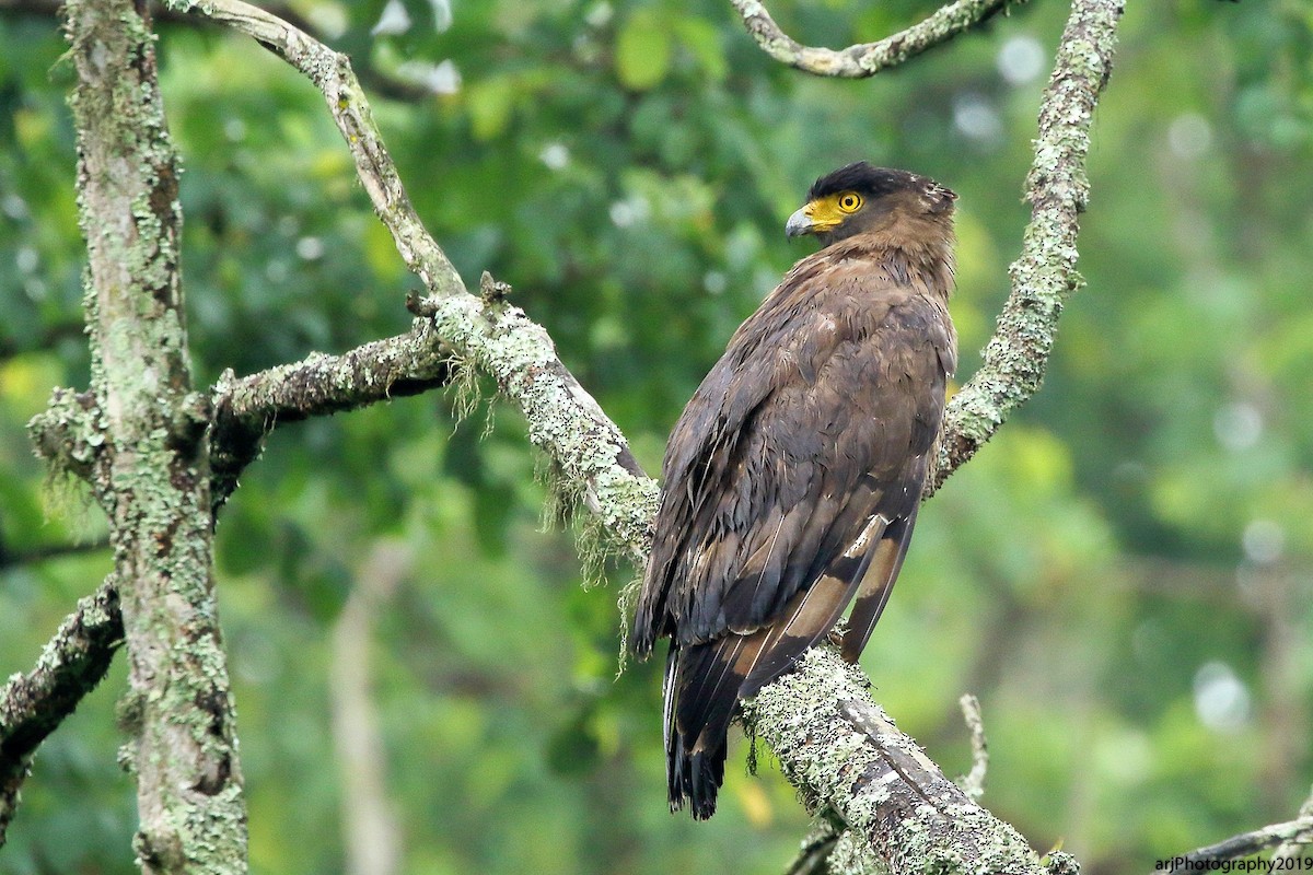 Crested Serpent-Eagle - ML159774561