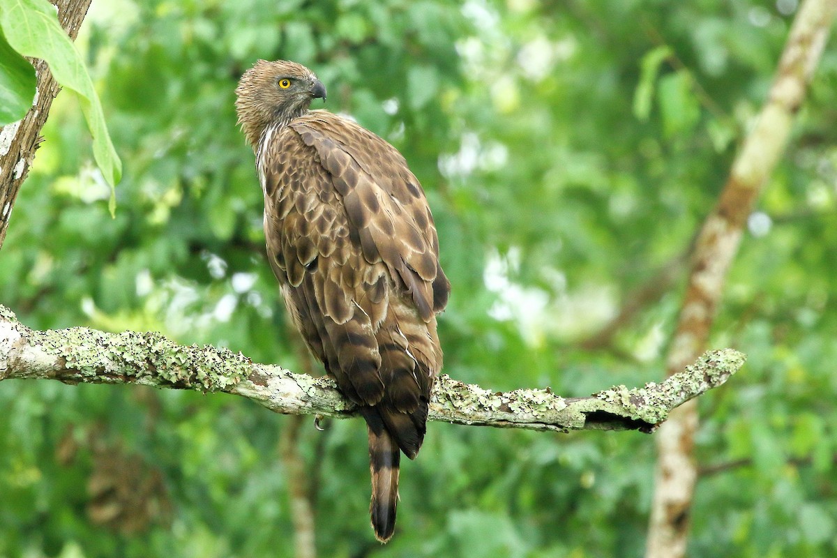 Changeable Hawk-Eagle (Crested) - ML159774641