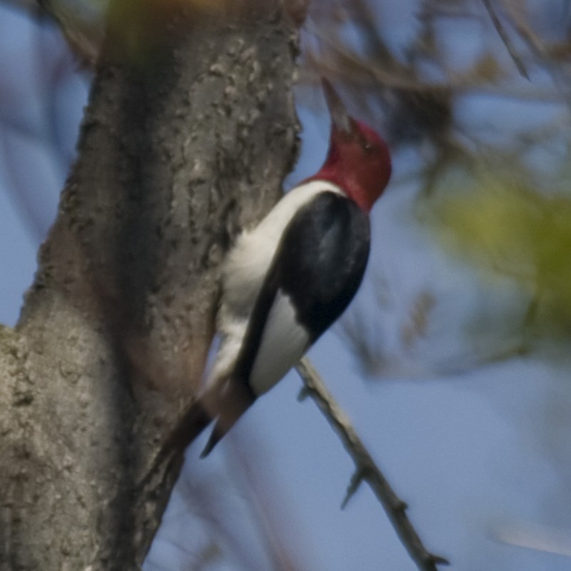 Red-headed Woodpecker - Amy Lawes