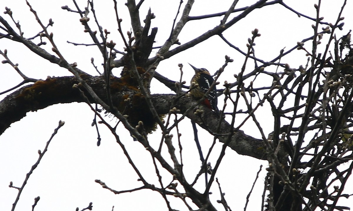 Darjeeling Woodpecker - ML159776201