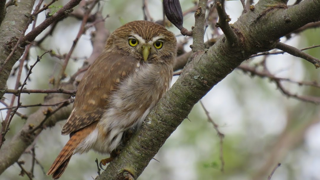 Ferruginous Pygmy-Owl - Francisco González Táboas