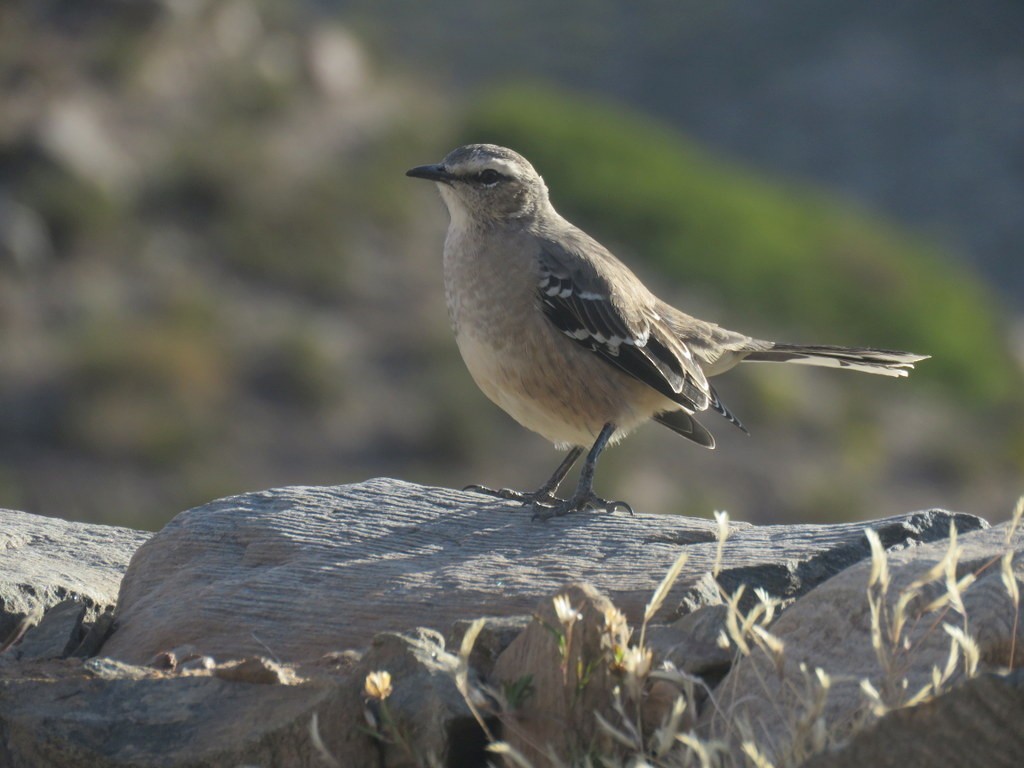 Patagonian Mockingbird - Diego Carús