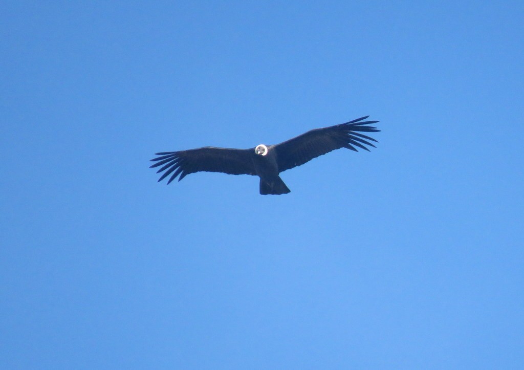 Condor des Andes - ML159779751