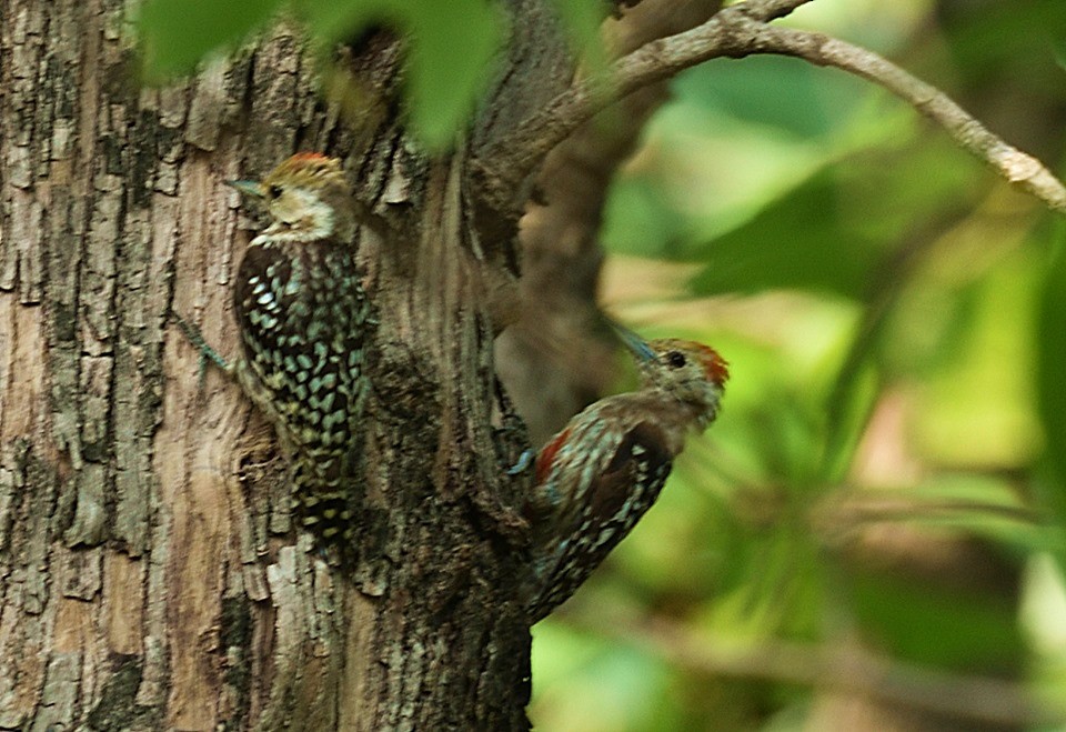 Yellow-crowned Woodpecker - ML159780251