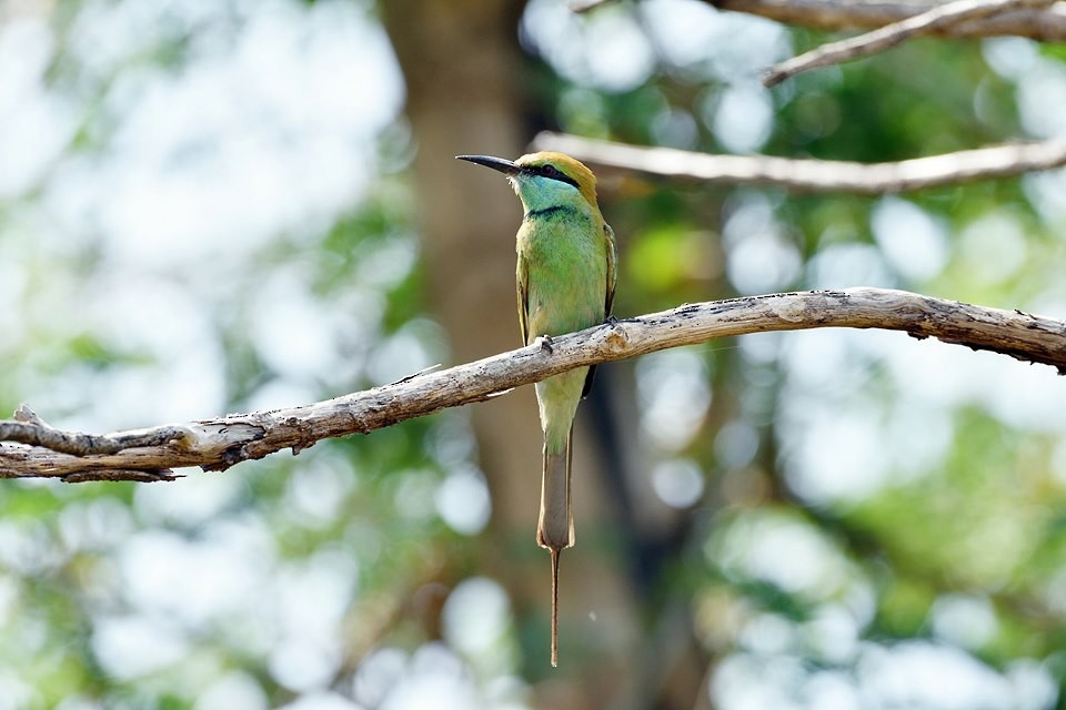 Asian Green Bee-eater - ML159780491