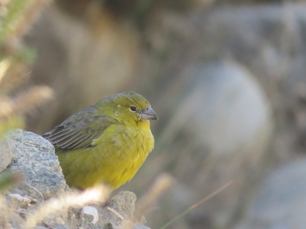 Greenish Yellow-Finch - Diego Carús