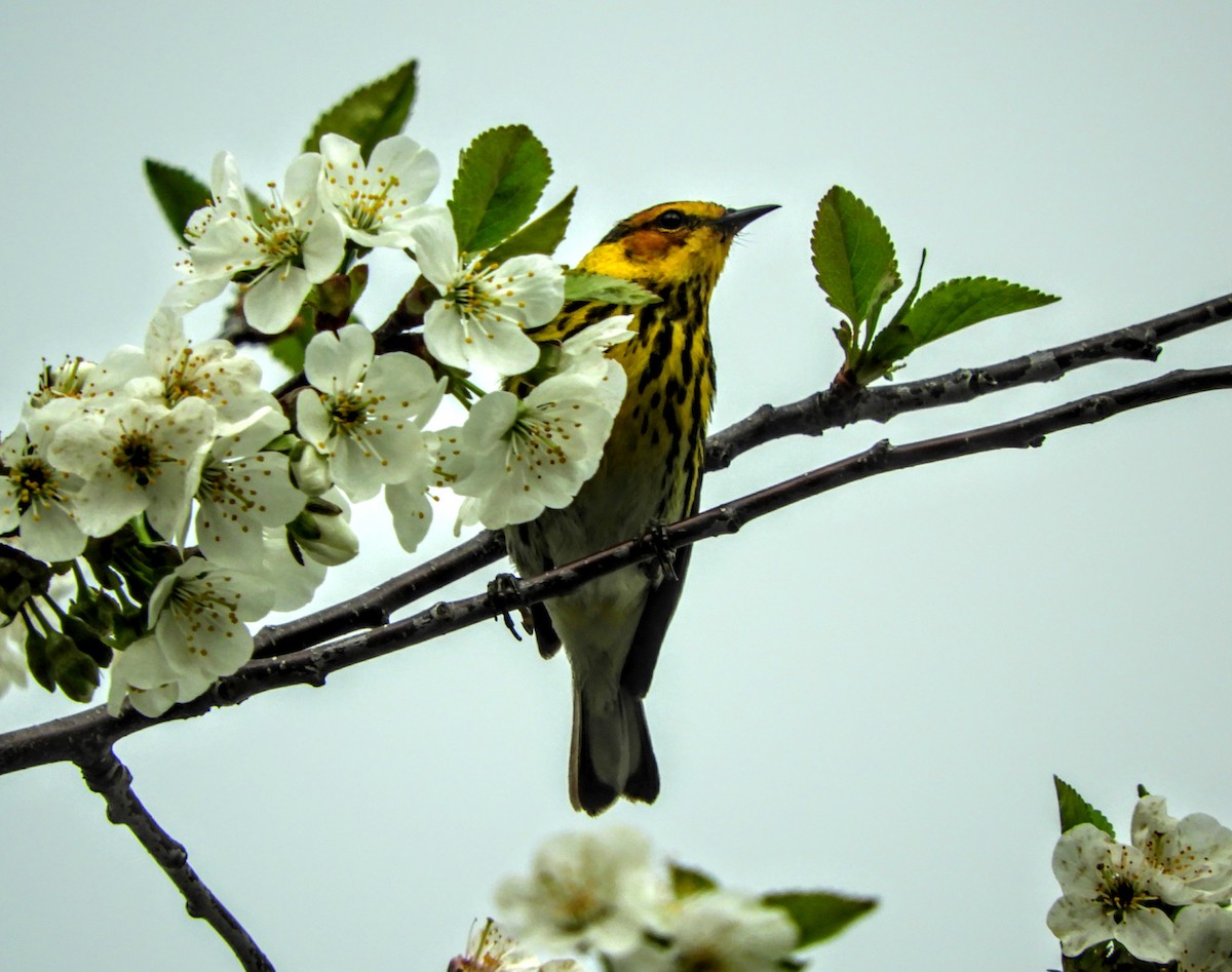Cape May Warbler - ML159782701